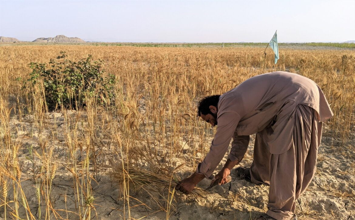 Hanif Ali Baluch Hanif Ali Baluch