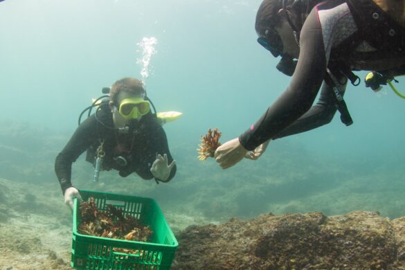 Reeframe UAE's Zeroe Sponsors Coral Reef Project REEFrame | ESG Mena