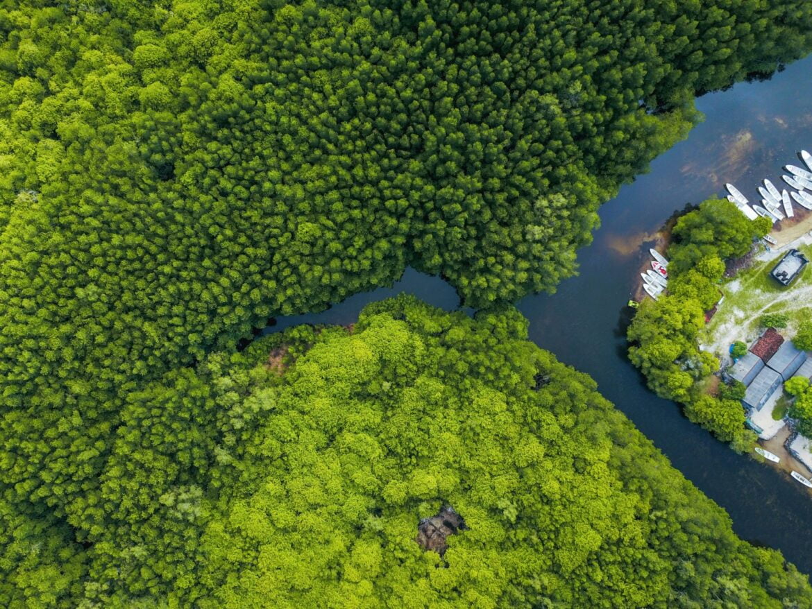 Mangrove